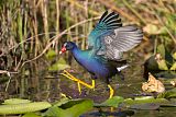 Purple Gallinuleborder=