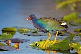 Purple Gallinuleborder=