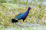 Purple Gallinuleborder=