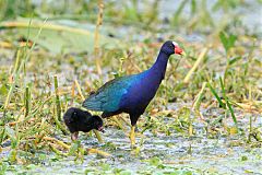 Purple Gallinule