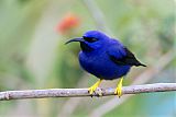 Purple Honeycreeper