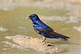 Purple Martin