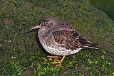 Purple Sandpiper