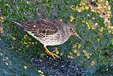 Purple Sandpiper