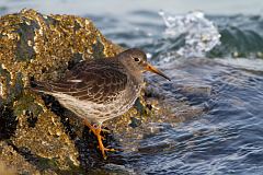 Purple Sandpiper