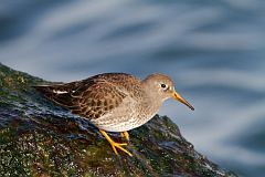 Purple Sandpiper