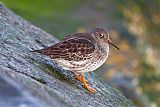 Purple Sandpiper