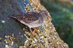 Purple Sandpiper