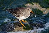 Purple Sandpiper