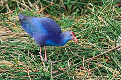 Gray-headed Swamphen