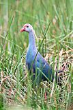 Gray-headed Swamphen