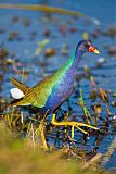 Purple Gallinuleborder=