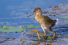 Purple Gallinule