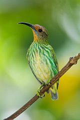 Purple Honeycreeper