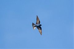 Purple Martin