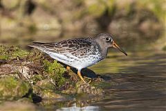 Purple Sandpiper