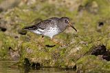 Purple Sandpiper