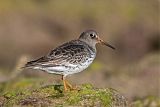 Purple Sandpiper