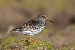 Purple Sandpiper