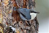 Pygmy Nuthatchborder=