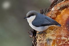 Pygmy Nuthatch