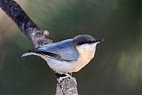 Pygmy Nuthatch