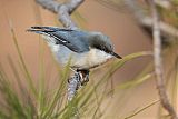 Pygmy Nuthatch