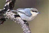 Pygmy Nuthatchborder=