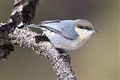 Pygmy Nuthatch