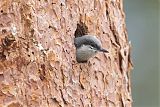 Pygmy Nuthatch