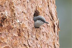 Pygmy Nuthatch