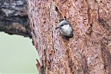 Pygmy Nuthatch