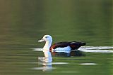 Radjah Shelduck