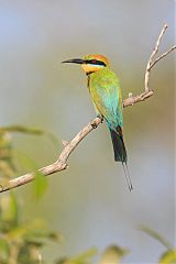 Rainbow Bee-eater