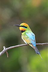 Rainbow Bee-eater