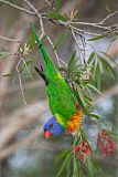 Rainbow Lorikeetborder=