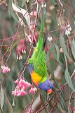 Rainbow Lorikeet