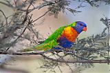 Rainbow Lorikeetborder=