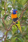 Red-collared Lorikeet