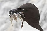 Razorbill