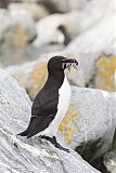 Razorbill