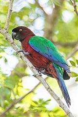 Red Shining-Parrot