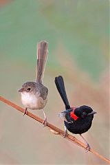 Red-backed Fairywren