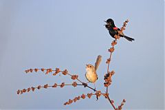 Red-backed Fairywren