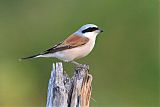 Red-backed Shrike