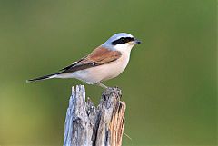 Red-backed Shrike