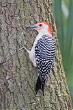 Red-bellied Woodpecker