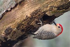 Red-bellied Woodpecker