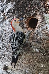 Red-bellied Woodpecker