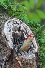 Red-bellied Woodpecker